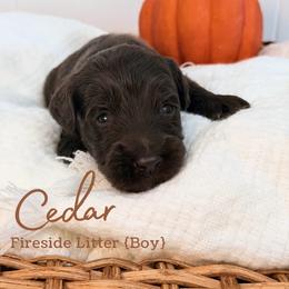 Cedar - Chocolate male Goldendoodle puppy in Livermore, Colorado from Heritage Hills Family Doodles
