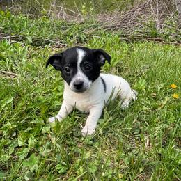 Kiwi - Black and white male Chihuahua puppy in Berwick, Pennsylvania from Maras puppies