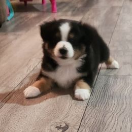 Chief - Black tri Miniature Australian Shepherd puppy in Kansas City, Missouri from Kinsley's Cuties & SouthPaw Creations