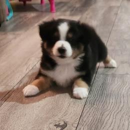 Chief - Black tri Miniature Australian Shepherd puppy in Kansas City, Missouri from Kinsley's Cuties & SouthPaw Creations
