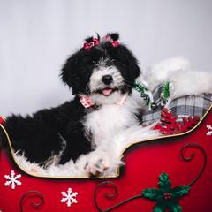 Bordoodle Puppies from 2J 2K Bordoodles LLC