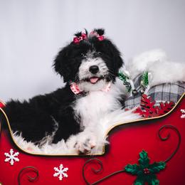 Bordoodle Puppies from 2J 2K Bordoodles LLC