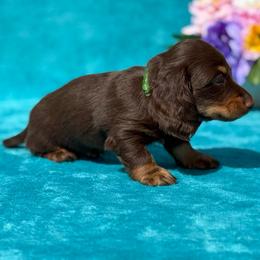 Asher - Chocolate and tan male Dachshund puppy in Lincoln, Arkansas from Red Dirt Dachshunds