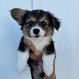George - Black and tan male American Corgi puppy in Red Bluff, California from Circle T Livestock & K9 Co.