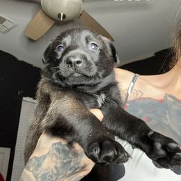 Hera - Belgian Malinois puppy in Arizona from The Malagator House