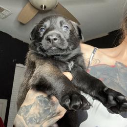 Hera - Belgian Malinois puppy in Arizona from The Malagator House