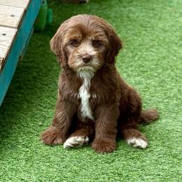 Milk chocolate - Chocolate male Australian Labradoodle puppy in Anderson, California from Shaggy Doodles