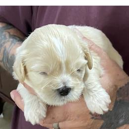 Lhasa Apso Puppies from Cynthia's Lhasa Apsos