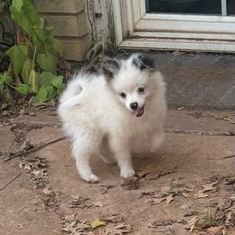Buzz - Blue parti male Pomeranian puppy in Lexington, Oklahoma from BooneDox Miniature Dachshunds