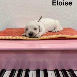 Eloise - Light golden female Golden Retriever puppy in Conroe, Texas from Tails of Cypress