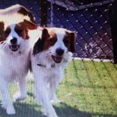 Nederlandse Kooikerhondjes from Montgomery Royale Kooikerhondjes