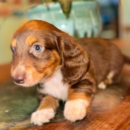 AKC JR - Chocolate and tan male Dachshund puppy in Knoxville, Tennessee from Thea's Puppies