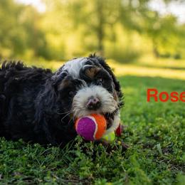 Rose - Tri-color female Bernedoodle puppy in Stuart, Oklahoma from G Ridge Kennels