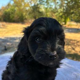 Zack F1B - Black phantom male Aussiedoodle puppy in Oklahoma City, Oklahoma from Foneb Farm - The F1B Farm