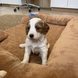 Girl 2 - Blenheim female Cavapoo puppy in Sugarcreek, Ohio from True Hearted Doodles