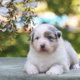 Girl 2 - Blue merle female Australian Shepherd puppy in Glade Spring, Virginia from Paramount Aussies