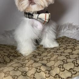 Teddy - Cream and white male Shih Tzu puppy in Coolidge, Arizona from Shih Tzu’s  ‘N’ Love