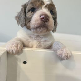 Beth - Liver white and tan Springerdoodle puppy in Collinsville, Oklahoma from Sweet Sunny Sproodles