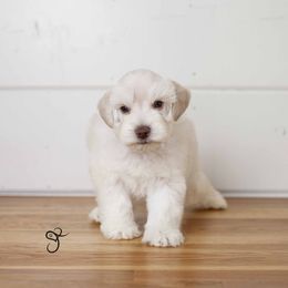 Iceman - Miniature Schnauzer puppy from JoJo's Schnauzers