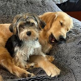 Morkie Puppies from The Morkie Mom