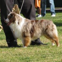 Charlie - Miniature American Shepherd