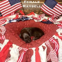 Maybell - Chocolate female Catahoula Leopard Dog puppy in Slaton, Texas from M5 Catahoulas