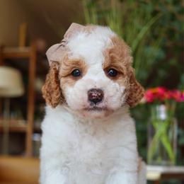 Vista - Parti female Goldendoodle puppy in Salado, Texas from Red Ranch Dogs