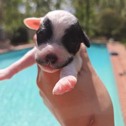 Miss. Charlotte - Parti female Poodle puppy in Gainesville, Florida from Alyssa Xxweetdoodles