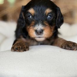 June - Tri-color male Cavapoo puppy in Yuciapa, California from AlltheDoodlez_