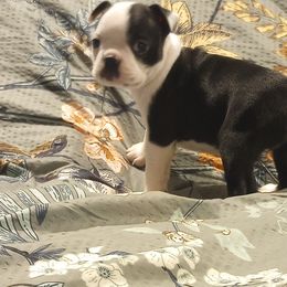 Boston Terrier Puppies from Lotus Life Puppies