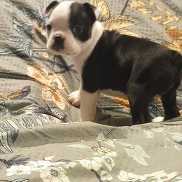 Boston Terrier Puppies from Lotus Life Puppies