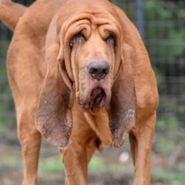 Diesel - Bloodhound