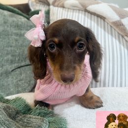 Bee - Dachshund