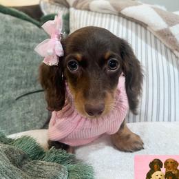 Bee - Dachshund