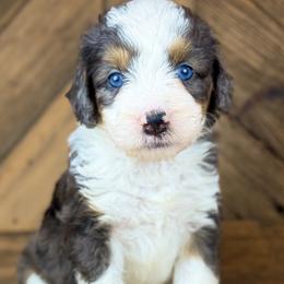 Aussiedoodle, Miniature Australian Shepherd, and Poodle Puppies from Classic K9’s  Aussies & Doodles
