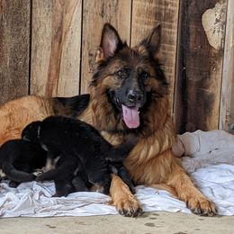 Beauty - German Shepherd