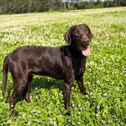 Dolly - Labrador Retriever