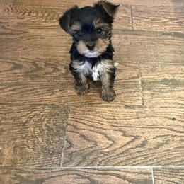 No name yet - Black and tan male Yorkshire Terrier puppy in Madera, California from Rosann's Yorkshire Terriers