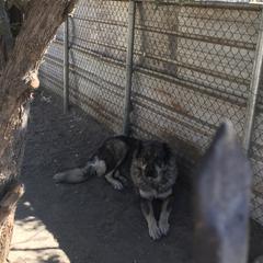 Armenian Gamprs and Boxers from Moonlite Boxers N Gamprs