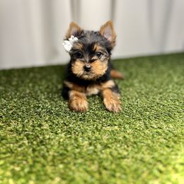 Blue Collar - Black and tan Yorkshire Terrier puppy in San Jose, California from Precious Yorkies