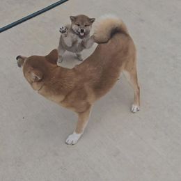 Shiba Inu Puppies from Diwasou