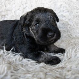 Cher - Salt and pepper female Miniature Schnauzer puppy in Folkston, Georgia from Poplar Creek Miniature Schnauzers