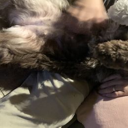 Aussiedoodles from Samantha Agee-Cottom's Aussiedoodles