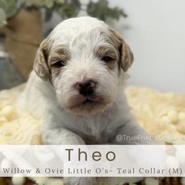 THEO - Teal Collar - Parti male Goldendoodle puppy in Watertown, New York from True Friend Doodles