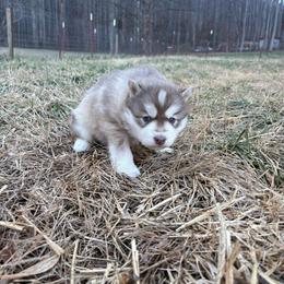 Yellow - Red and white male Siberian Husky puppy in Jonesborough, Tennessee from Dry Creek Siberians