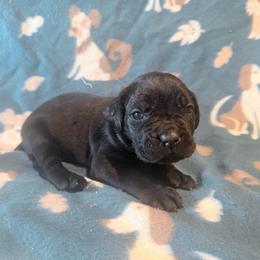 Valeria (White collar) - Black female Cane Corso puppy in Stilwell, Oklahoma from Killing Joke Kennels
