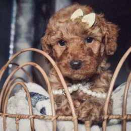 Bernedoodle, Goldendoodle, and Poodle Puppies from Florida Pumpkadoodles