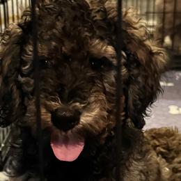 Bernedoodles and Goldendoodles from Goldendoodles in Gilbert