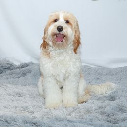 Fig - Australian Labradoodle