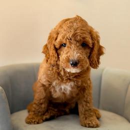 Woody - Red  male Goldendoodle puppy in Lakeland, Florida from Rolling Oak Doodles